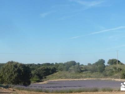 Campos Lavanda Brihuega-Provenza Española; actividades turismo escapada fin de semana senderismo co